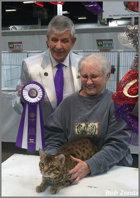 DotDotDot Big Brown of  Calumet Cats